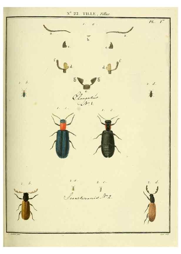 Reproducción/Reproduction 8112677427: Entomologie, ou, Histoire naturelle des insectes :. A Paris :De l'Imprimerie de Baudoin,1789-1808.