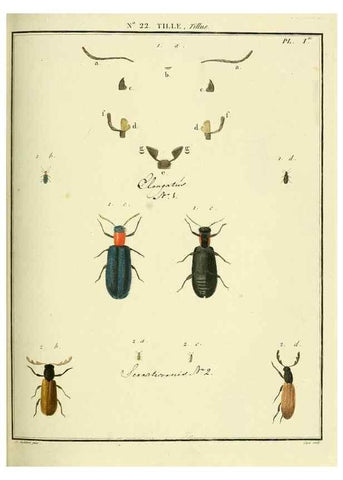 Reproducción/Reproduction 8112677427: Entomologie, ou, Histoire naturelle des insectes :. A Paris :De l'Imprimerie de Baudoin,1789-1808.