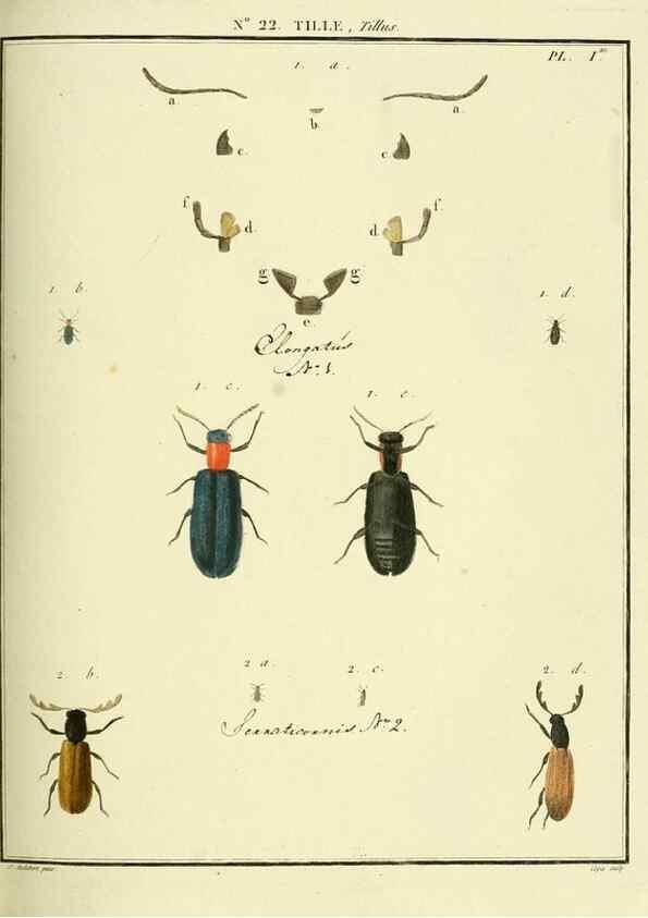 Reproducción/Reproduction 8112677427: Entomologie, ou, Histoire naturelle des insectes :. A Paris :De l'Imprimerie de Baudoin,1789-1808.