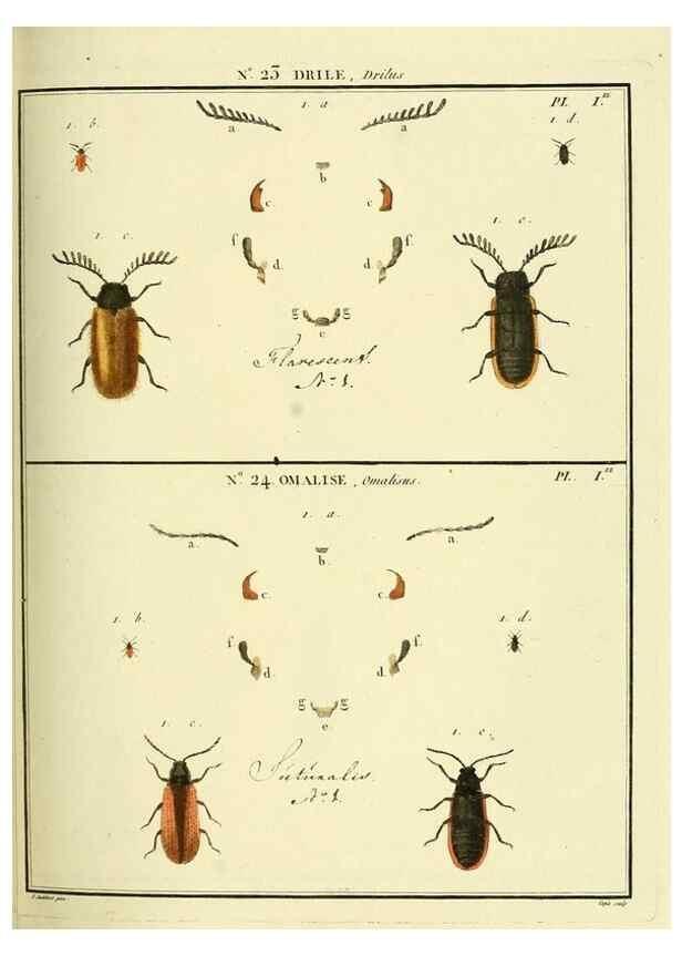 Reproducción/Reproduction 8112677821: Entomologie, ou, Histoire naturelle des insectes :. A Paris :De l'Imprimerie de Baudoin,1789-1808.