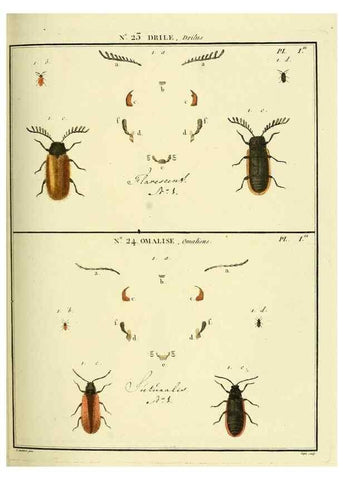 Reproducción/Reproduction 8112677821: Entomologie, ou, Histoire naturelle des insectes :. A Paris :De l'Imprimerie de Baudoin,1789-1808.