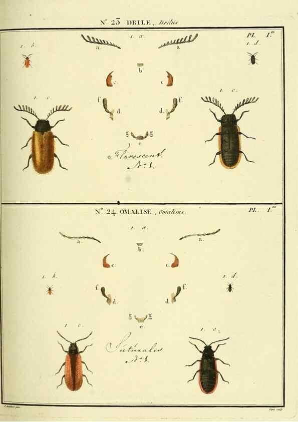 Reproducción/Reproduction 8112677821: Entomologie, ou, Histoire naturelle des insectes :. A Paris :De l'Imprimerie de Baudoin,1789-1808.