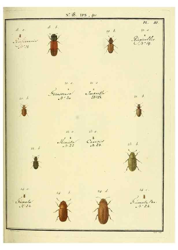 Reproducción/Reproduction 8112674733: Entomologie, ou, Histoire naturelle des insectes :. A Paris :De l'Imprimerie de Baudoin,1789-1808.