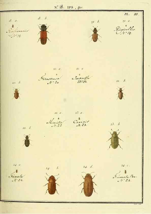 Reproducción/Reproduction 8112674733: Entomologie, ou, Histoire naturelle des insectes :. A Paris :De l'Imprimerie de Baudoin,1789-1808.