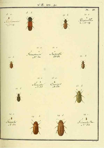Reproducción/Reproduction 8112674733: Entomologie, ou, Histoire naturelle des insectes :. A Paris :De l'Imprimerie de Baudoin,1789-1808.
