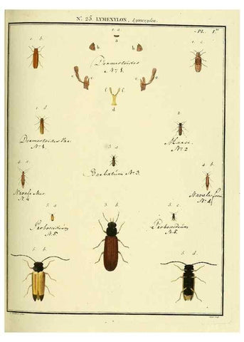 Reproducción/Reproduction 8112687738: Entomologie, ou, Histoire naturelle des insectes :. A Paris :De l'Imprimerie de Baudoin,1789-1808.