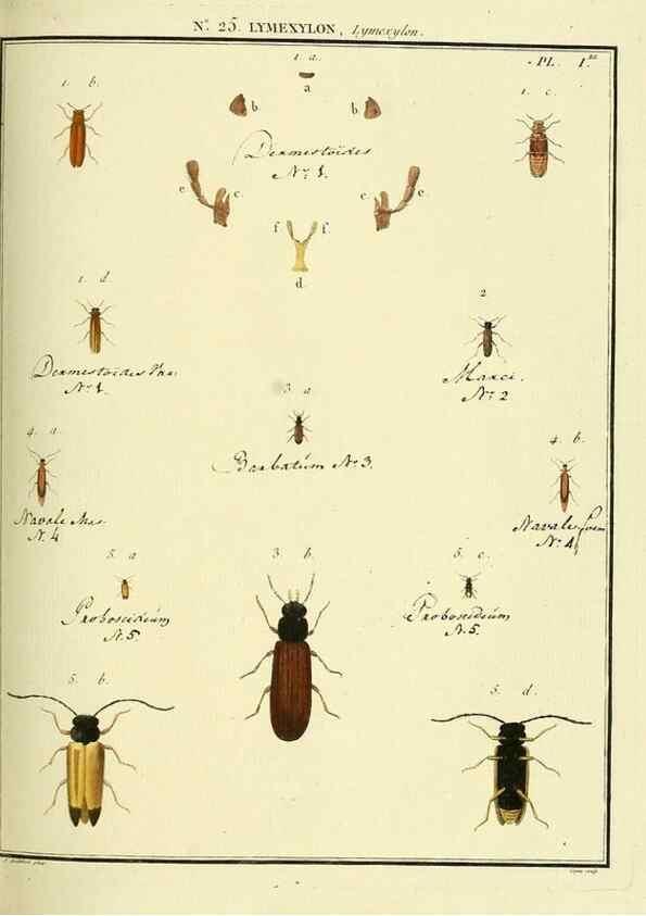 Reproducción/Reproduction 8112687738: Entomologie, ou, Histoire naturelle des insectes :. A Paris :De l'Imprimerie de Baudoin,1789-1808.