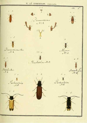 Reproducción/Reproduction 8112687738: Entomologie, ou, Histoire naturelle des insectes :. A Paris :De l'Imprimerie de Baudoin,1789-1808.