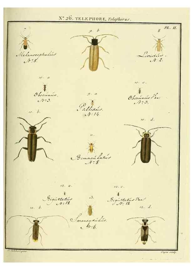 Reproducción/Reproduction 8112679163: Entomologie, ou, Histoire naturelle des insectes :. A Paris :De l'Imprimerie de Baudoin,1789-1808.