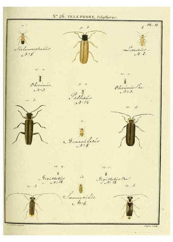 Reproducción/Reproduction 8112679163: Entomologie, ou, Histoire naturelle des insectes :. A Paris :De l'Imprimerie de Baudoin,1789-1808.