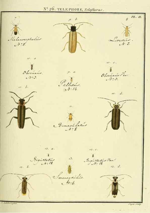 Reproducción/Reproduction 8112679163: Entomologie, ou, Histoire naturelle des insectes :. A Paris :De l'Imprimerie de Baudoin,1789-1808.
