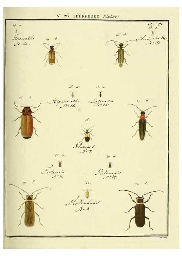 Reproducción/Reproduction 8112679573: Entomologie, ou, Histoire naturelle des insectes :. A Paris :De l'Imprimerie de Baudoin,1789-1808.