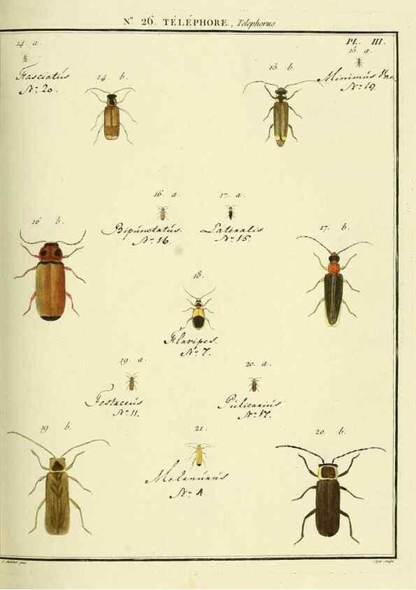 Reproducción/Reproduction 8112679573: Entomologie, ou, Histoire naturelle des insectes :. A Paris :De l'Imprimerie de Baudoin,1789-1808.