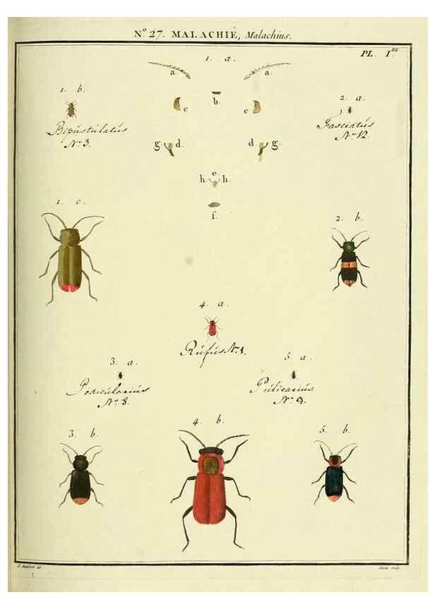 Reproducción/Reproduction 8112679917: Entomologie, ou, Histoire naturelle des insectes :. A Paris :De l'Imprimerie de Baudoin,1789-1808.