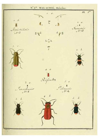 Reproducción/Reproduction 8112679917: Entomologie, ou, Histoire naturelle des insectes :. A Paris :De l'Imprimerie de Baudoin,1789-1808.