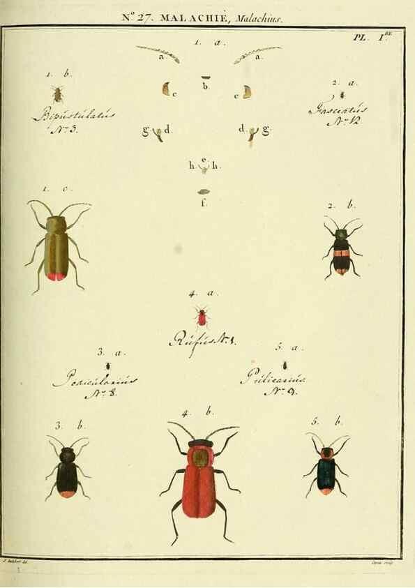 Reproducción/Reproduction 8112679917: Entomologie, ou, Histoire naturelle des insectes :. A Paris :De l'Imprimerie de Baudoin,1789-1808.