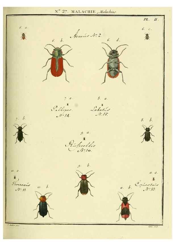 Reproducción/Reproduction 8112689736: Entomologie, ou, Histoire naturelle des insectes :. A Paris :De l'Imprimerie de Baudoin,1789-1808.