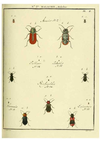 Reproducción/Reproduction 8112689736: Entomologie, ou, Histoire naturelle des insectes :. A Paris :De l'Imprimerie de Baudoin,1789-1808.
