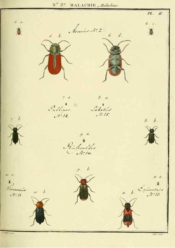 Reproducción/Reproduction 8112689736: Entomologie, ou, Histoire naturelle des insectes :. A Paris :De l'Imprimerie de Baudoin,1789-1808.