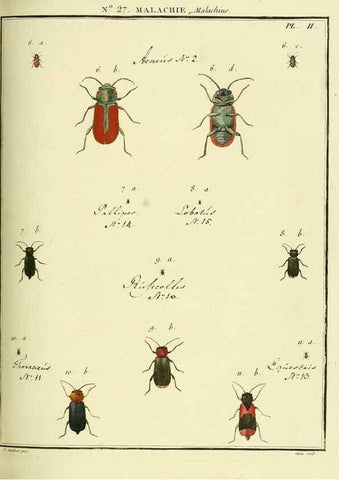 Reproducción/Reproduction 8112689736: Entomologie, ou, Histoire naturelle des insectes :. A Paris :De l'Imprimerie de Baudoin,1789-1808.