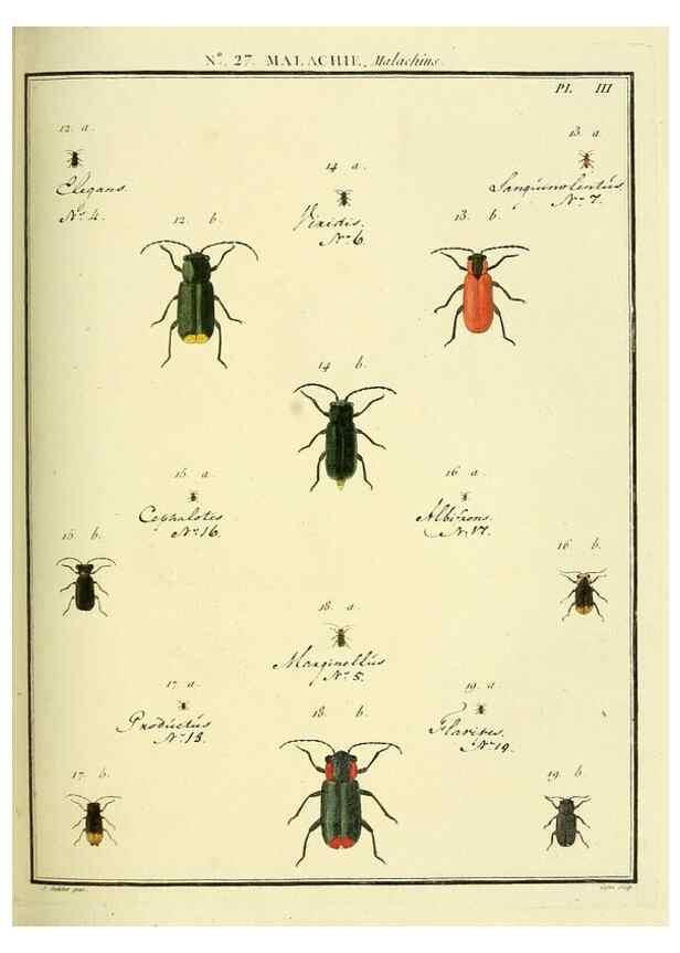 Reproducción/Reproduction 8112690178: Entomologie, ou, Histoire naturelle des insectes :. A Paris :De l'Imprimerie de Baudoin,1789-1808.