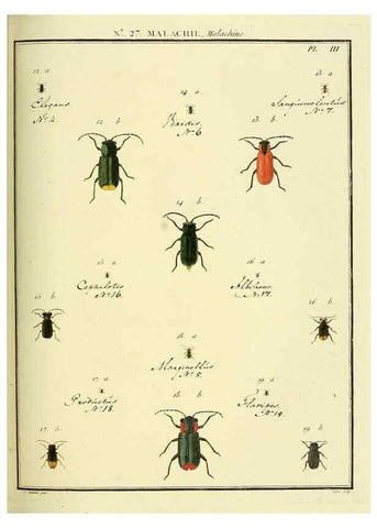 Reproducción/Reproduction 8112690178: Entomologie, ou, Histoire naturelle des insectes :. A Paris :De l'Imprimerie de Baudoin,1789-1808.