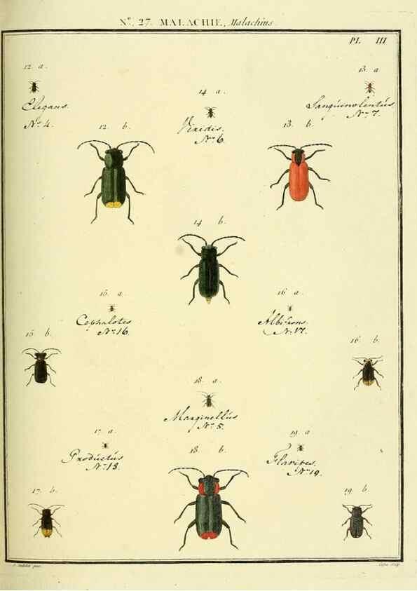 Reproducción/Reproduction 8112690178: Entomologie, ou, Histoire naturelle des insectes :. A Paris :De l'Imprimerie de Baudoin,1789-1808.