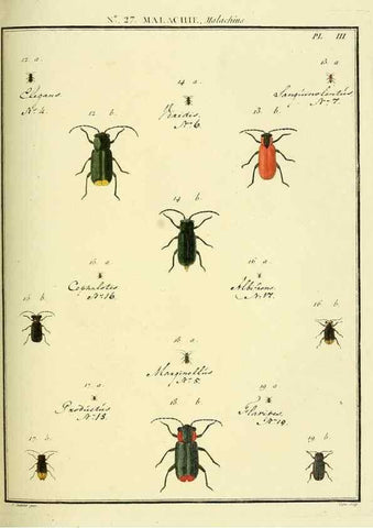 Reproducción/Reproduction 8112690178: Entomologie, ou, Histoire naturelle des insectes :. A Paris :De l'Imprimerie de Baudoin,1789-1808.