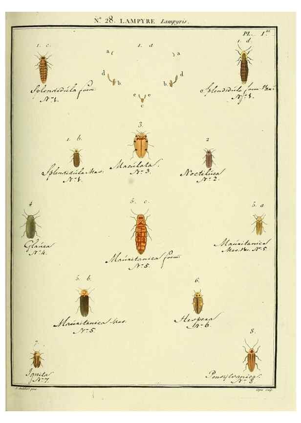 Reproducción/Reproduction 8112690562: Entomologie, ou, Histoire naturelle des insectes :. A Paris :De l'Imprimerie de Baudoin,1789-1808.