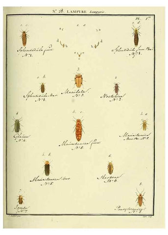 Reproducción/Reproduction 8112690562: Entomologie, ou, Histoire naturelle des insectes :. A Paris :De l'Imprimerie de Baudoin,1789-1808.