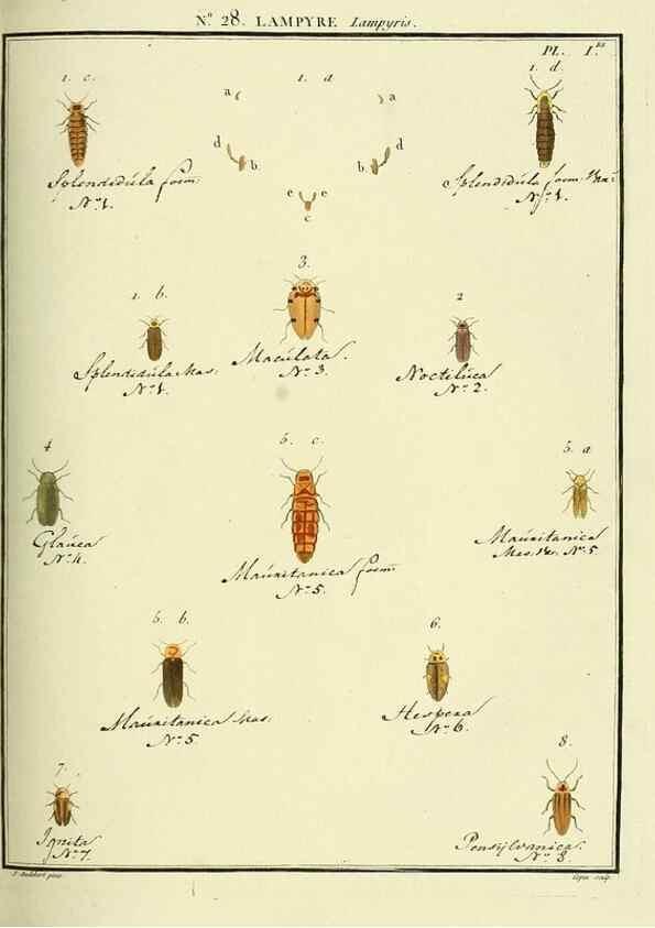Reproducción/Reproduction 8112690562: Entomologie, ou, Histoire naturelle des insectes :. A Paris :De l'Imprimerie de Baudoin,1789-1808.
