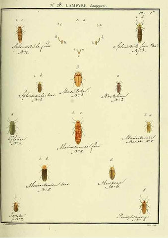 Reproducción/Reproduction 8112690562: Entomologie, ou, Histoire naturelle des insectes :. A Paris :De l'Imprimerie de Baudoin,1789-1808.