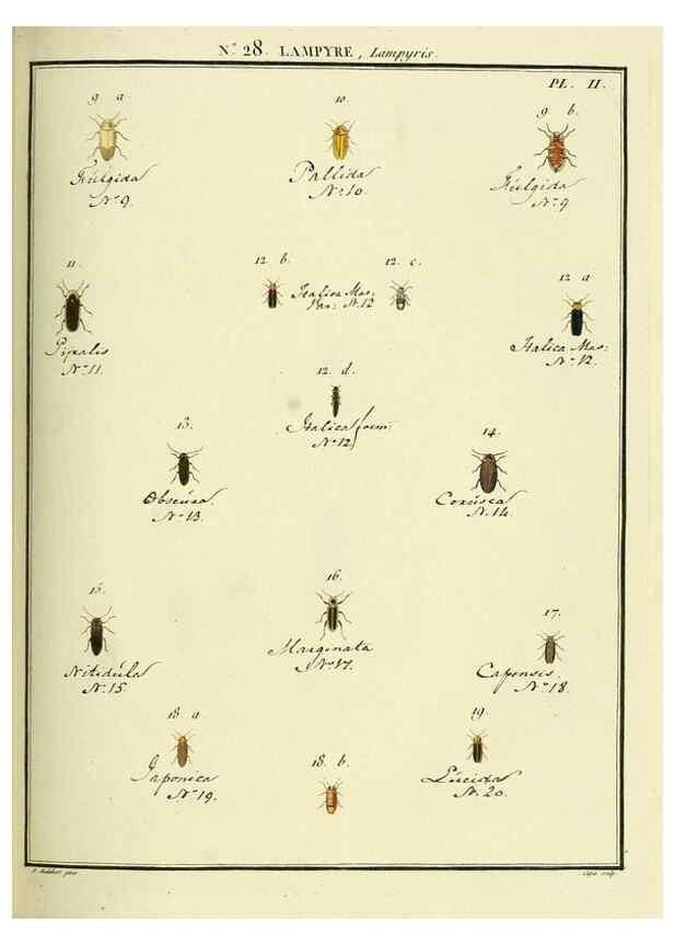 Reproducción/Reproduction 8112690950: Entomologie, ou, Histoire naturelle des insectes :. A Paris :De l'Imprimerie de Baudoin,1789-1808.