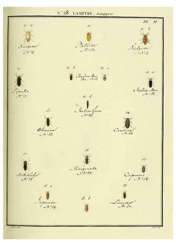 Reproducción/Reproduction 8112690950: Entomologie, ou, Histoire naturelle des insectes :. A Paris :De l'Imprimerie de Baudoin,1789-1808.