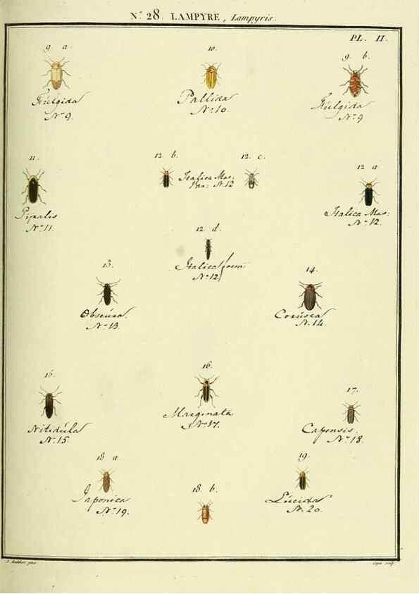 Reproducción/Reproduction 8112690950: Entomologie, ou, Histoire naturelle des insectes :. A Paris :De l'Imprimerie de Baudoin,1789-1808.