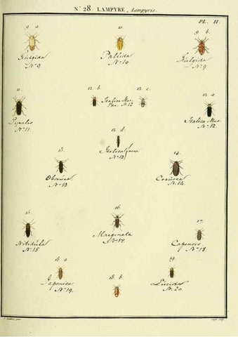 Reproducción/Reproduction 8112690950: Entomologie, ou, Histoire naturelle des insectes :. A Paris :De l'Imprimerie de Baudoin,1789-1808.