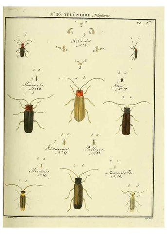 Reproducción/Reproduction 8112678763: Entomologie, ou, Histoire naturelle des insectes :. A Paris :De l'Imprimerie de Baudoin,1789-1808.