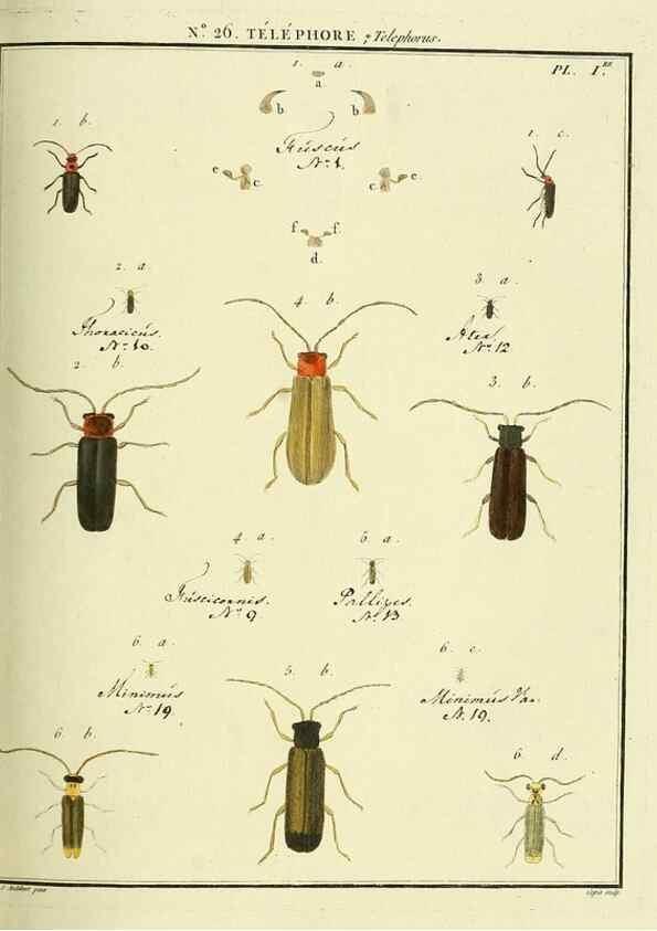 Reproducción/Reproduction 8112678763: Entomologie, ou, Histoire naturelle des insectes :. A Paris :De l'Imprimerie de Baudoin,1789-1808.
