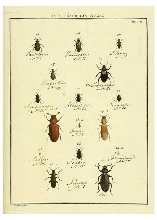 Reproducción/Reproduction 8112716819: Entomologie, ou, Histoire naturelle des insectes :. A Paris :De l'Imprimerie de Baudoin,1789-1808.