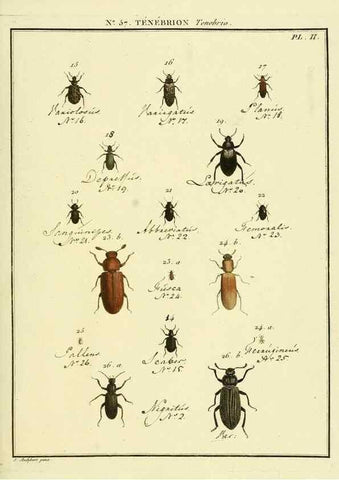 Reproducción/Reproduction 8112716819: Entomologie, ou, Histoire naturelle des insectes :. A Paris :De l'Imprimerie de Baudoin,1789-1808.