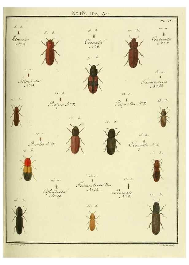 Reproducción/Reproduction 8112674257: Entomologie, ou, Histoire naturelle des insectes :. A Paris :De l'Imprimerie de Baudoin,1789-1808.