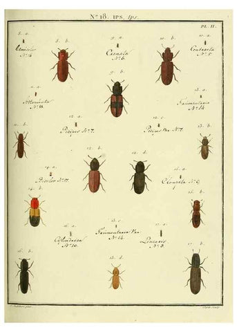 Reproducción/Reproduction 8112674257: Entomologie, ou, Histoire naturelle des insectes :. A Paris :De l'Imprimerie de Baudoin,1789-1808.