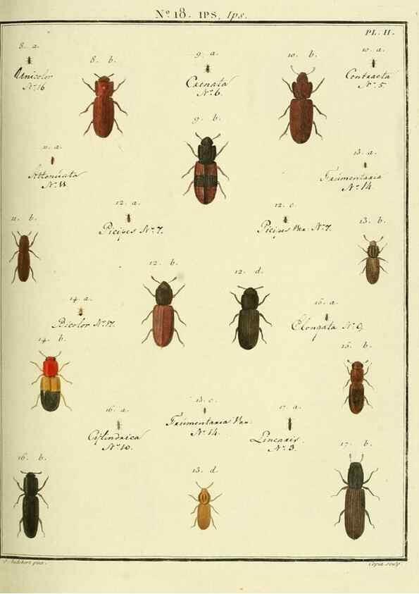Reproducción/Reproduction 8112674257: Entomologie, ou, Histoire naturelle des insectes :. A Paris :De l'Imprimerie de Baudoin,1789-1808.