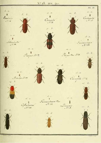 Reproducción/Reproduction 8112674257: Entomologie, ou, Histoire naturelle des insectes :. A Paris :De l'Imprimerie de Baudoin,1789-1808.