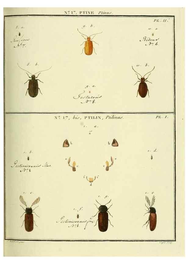 Reproducción/Reproduction 8112673427: Entomologie, ou, Histoire naturelle des insectes :. A Paris :De l'Imprimerie de Baudoin,1789-1808.