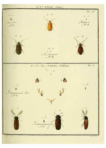 Reproducción/Reproduction 8112673427: Entomologie, ou, Histoire naturelle des insectes :. A Paris :De l'Imprimerie de Baudoin,1789-1808.