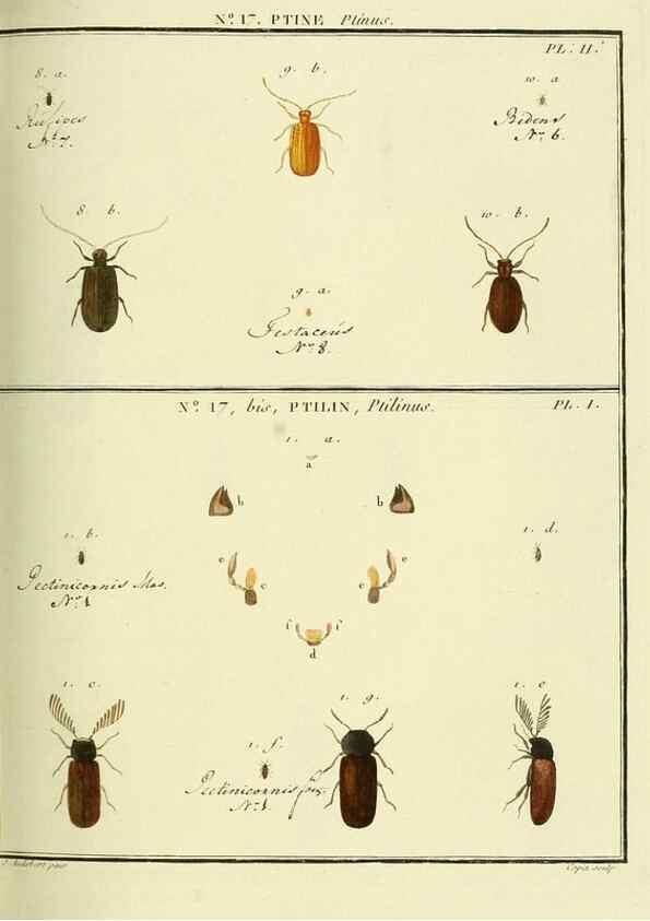 Reproducción/Reproduction 8112673427: Entomologie, ou, Histoire naturelle des insectes :. A Paris :De l'Imprimerie de Baudoin,1789-1808.