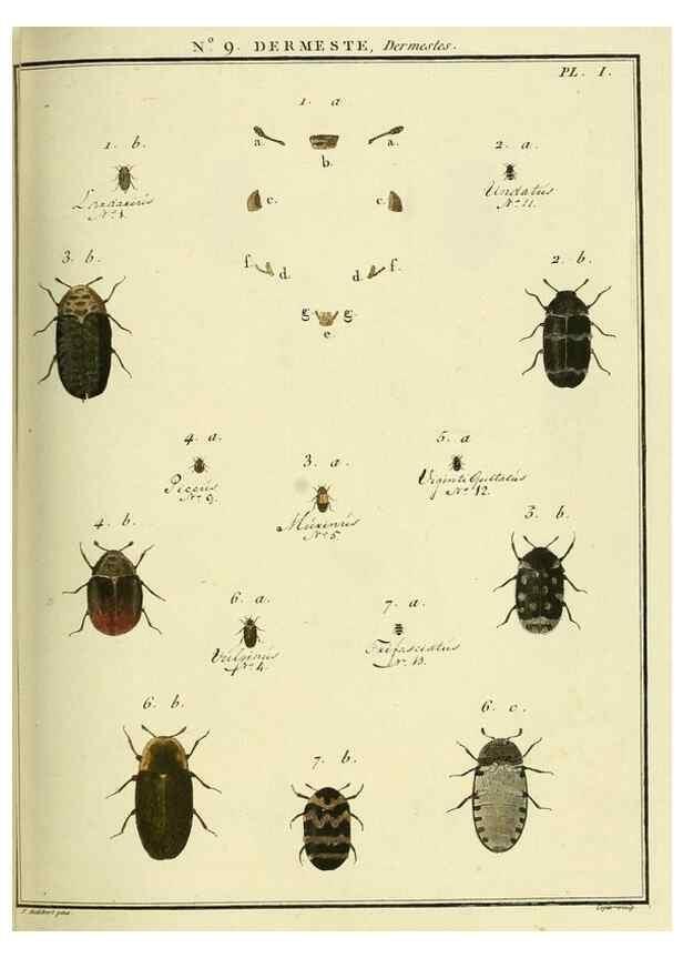 Reproducción/Reproduction 8112666593: Entomologie, ou, Histoire naturelle des insectes :. A Paris :De l'Imprimerie de Baudoin,1789-1808.