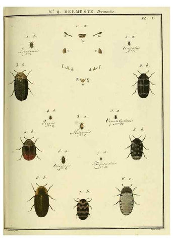 Reproducción/Reproduction 8112666593: Entomologie, ou, Histoire naturelle des insectes :. A Paris :De l'Imprimerie de Baudoin,1789-1808.