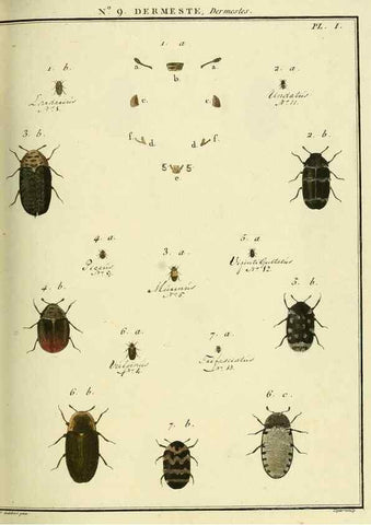 Reproducción/Reproduction 8112666593: Entomologie, ou, Histoire naturelle des insectes :. A Paris :De l'Imprimerie de Baudoin,1789-1808.